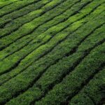 Photo Green fields