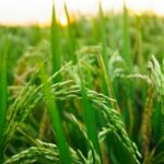 Photo Green fields